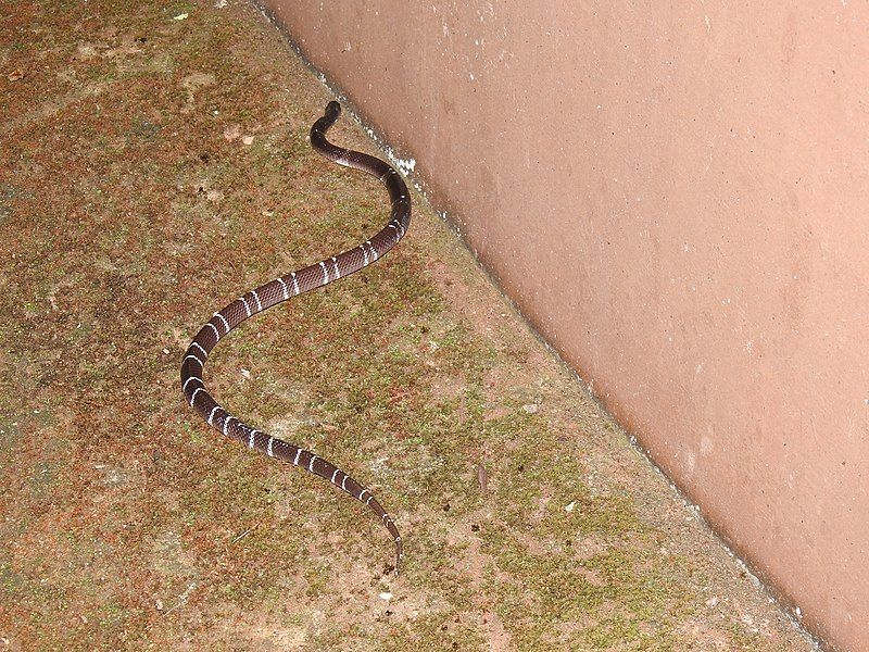 File:Common Krait.jpg