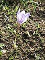 Crocus cancellatus