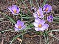 Crocus minimus