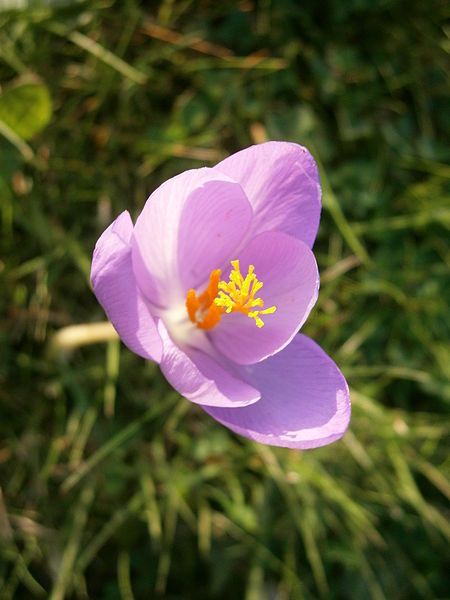 File:Crocus nudiflorus08.jpg