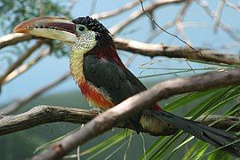 Curl-crested aracari (Pteroglossus beauharnaisii).