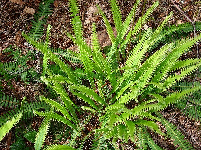 File:Deer Fern (d8a3b7fc0c9a49369a14b64d60303a38).JPG