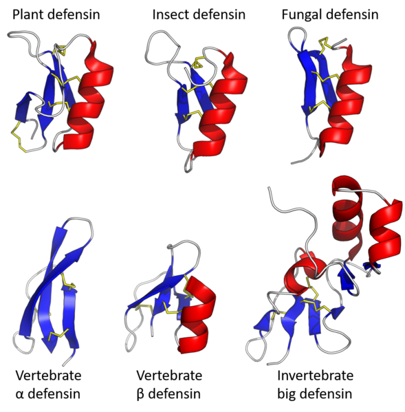 File:Defensin examples.png