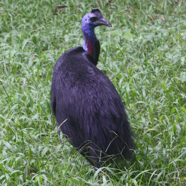 File:Dwarf Cassowary Lae.jpg