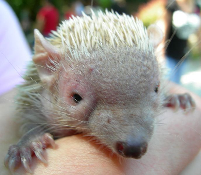 File:Echinops telfairi ZOOLj.JPG