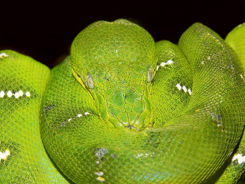 File:Emerald tree boa444.jpg