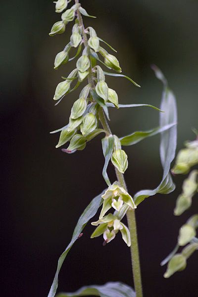 File:Epipactis phyllanthes.jpg