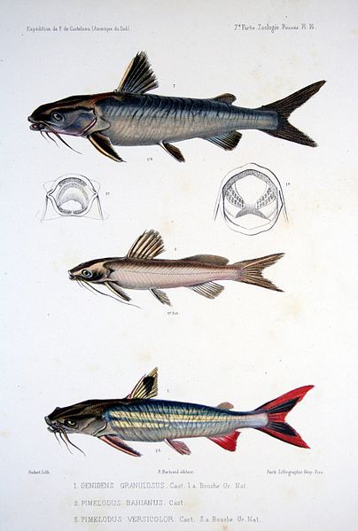 File:F de Castelnau-poissonsPl16.jpg