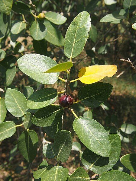 File:Ficus opposita.jpg