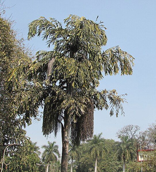 File:Fish tail palm.JPG