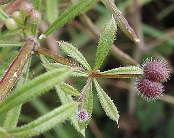 Galium aparine close-up