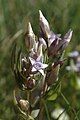 Felwort, Gentianella amarella, ditto