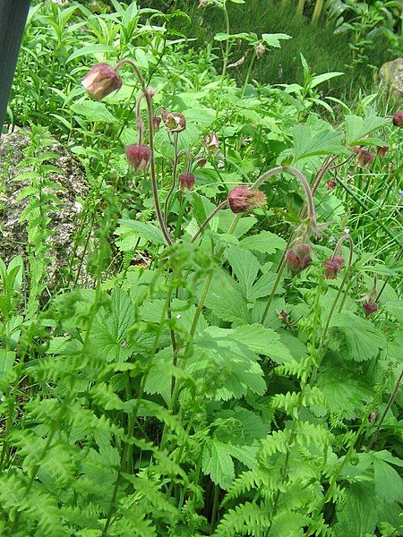 File:Geum rivale001.jpg