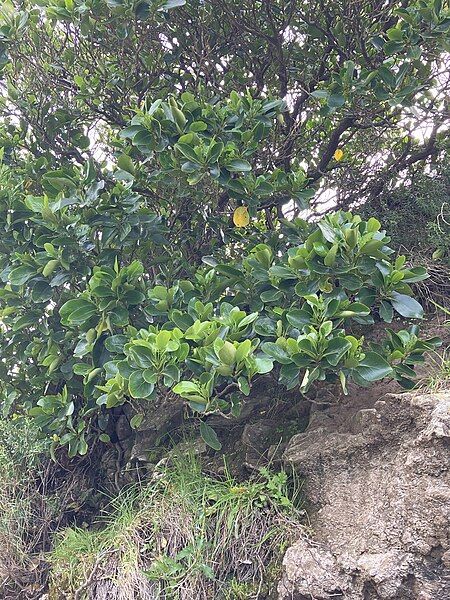 File:Griselinia lucida 234127122.jpg