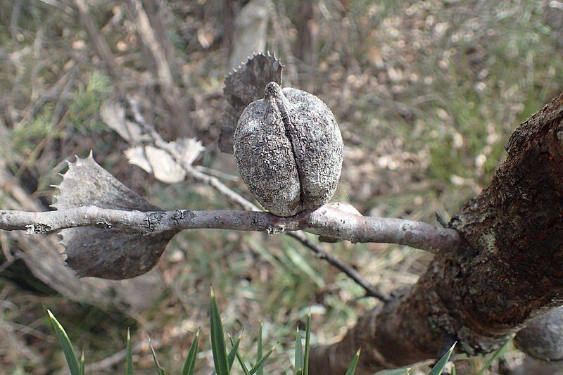 File:Hakea baxteri fruit.jpg