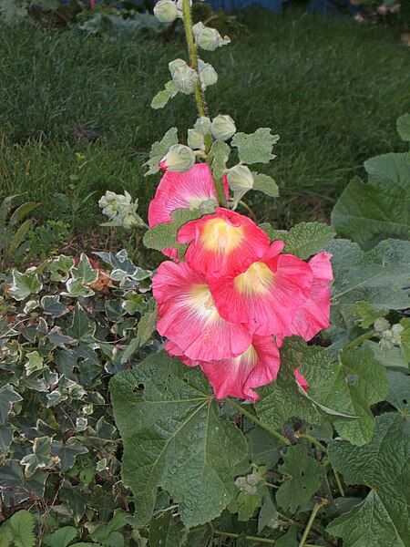 File:Hollyhock.JPG