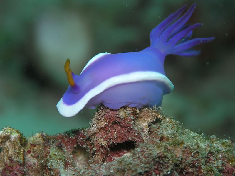 File:Hypselodoris bullocki.JPG