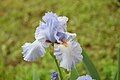 light blue Iris