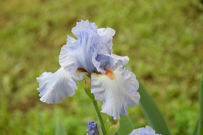 File:Iris-Ched-1.jpg