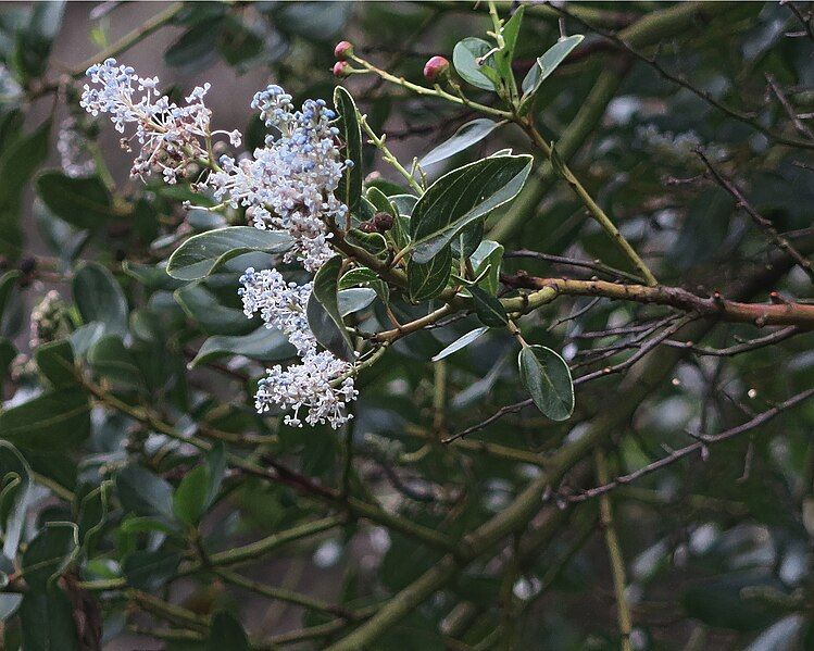 File:J20180118-0042—Ceanothus spinosus—RPBG (38947475595).jpg