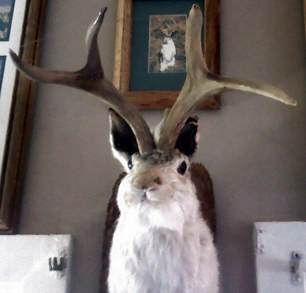 File:Jackalope 101.jpg