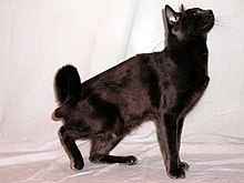 An American Ringtail cat, sitting in a crouch and looking upwards.