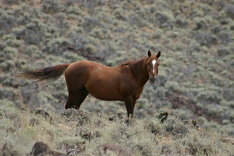 File:Kluft-photo-horse-granite-range-Aug-2004-Img 2317.jpg