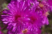 A cluster of purple flowers from Lampranthus multiradiatus.