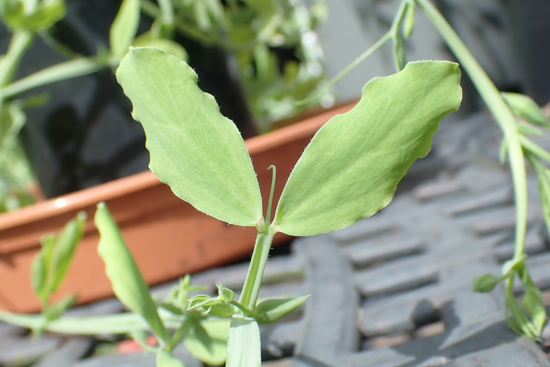 File:Lathyrus belinensis leaf.png