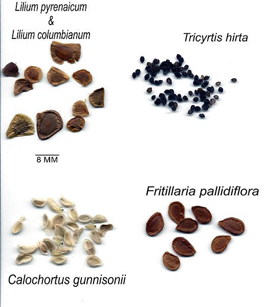 File:Liliaceae seeds.jpg