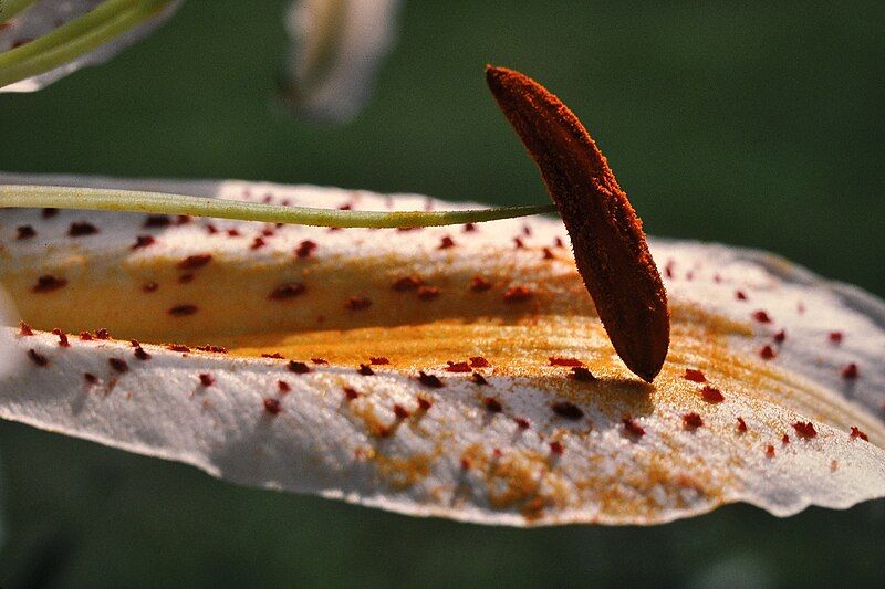 File:Lily, petal.jpg