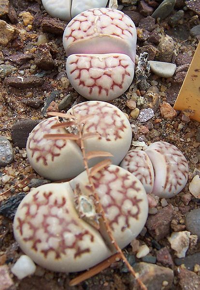 File:Lithops karasmontana bella.jpg