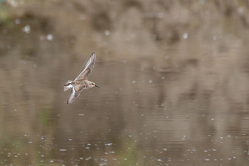 File:Little-Stint1.jpg