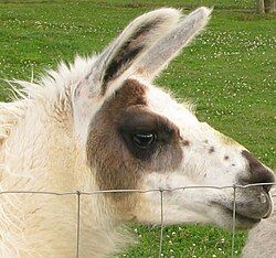 A Llama named "Michi"