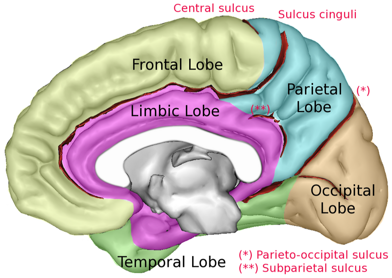 File:LobesCaptsMedial1.png