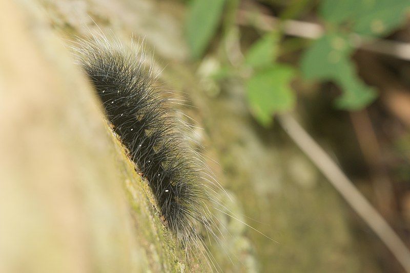 File:Macrobrochis-Kadavoor-2016-06-23-001.jpg