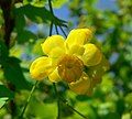 Mahonia fremontii