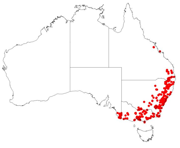 File:MuellerinaeucalyptoidesDistribution.png