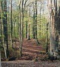 Großes Holz Nature Reserve