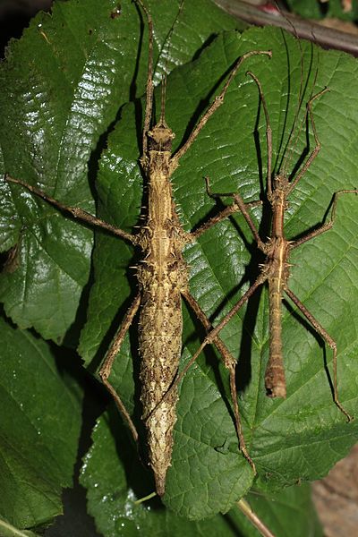 File:Obrimus bicolanus pair.jpg