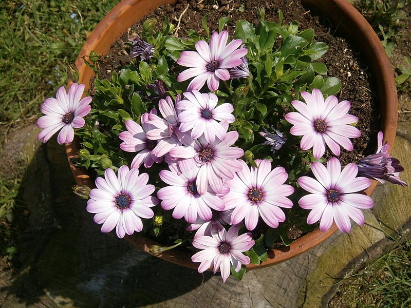 File:Osteospermum sp. 01.jpg