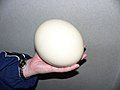 A ostrich egg