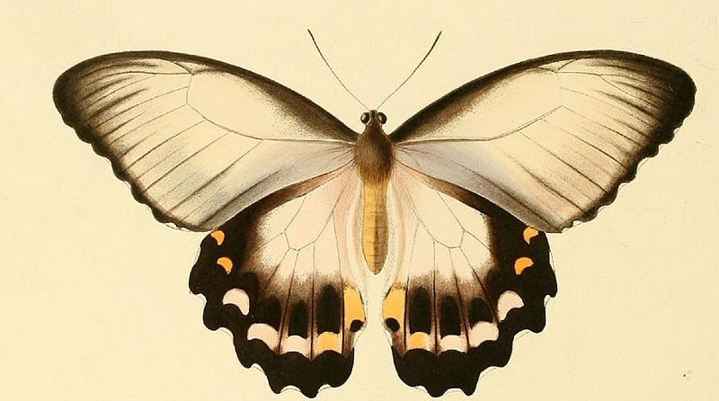 File:Papilio aegeus ill.JPG