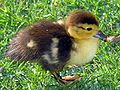 A baby duck on a grass garden