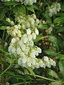 Pieris japonica inflorescence