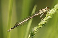 Yellow damselfly