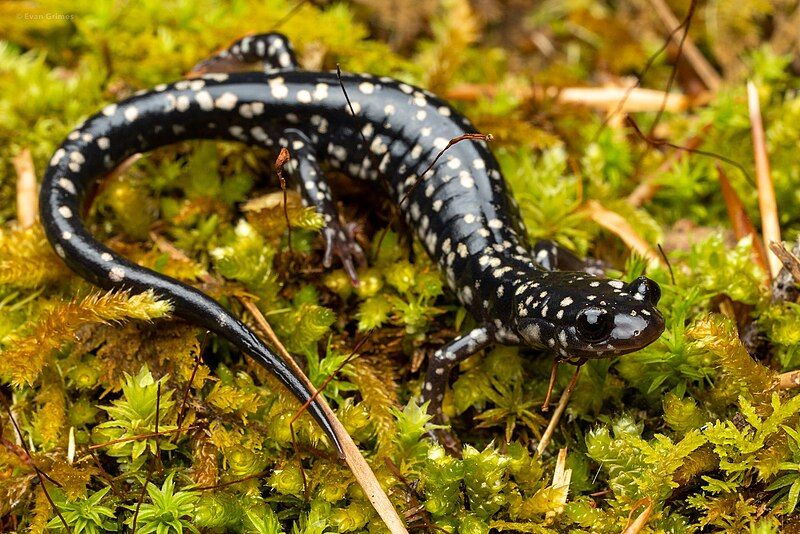 File:Plethodon kisatchie 186707627.jpg