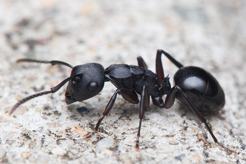 File:Polyrhachis templi.jpg