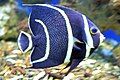 The gray angelfish