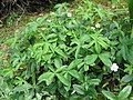 Potentilla alba